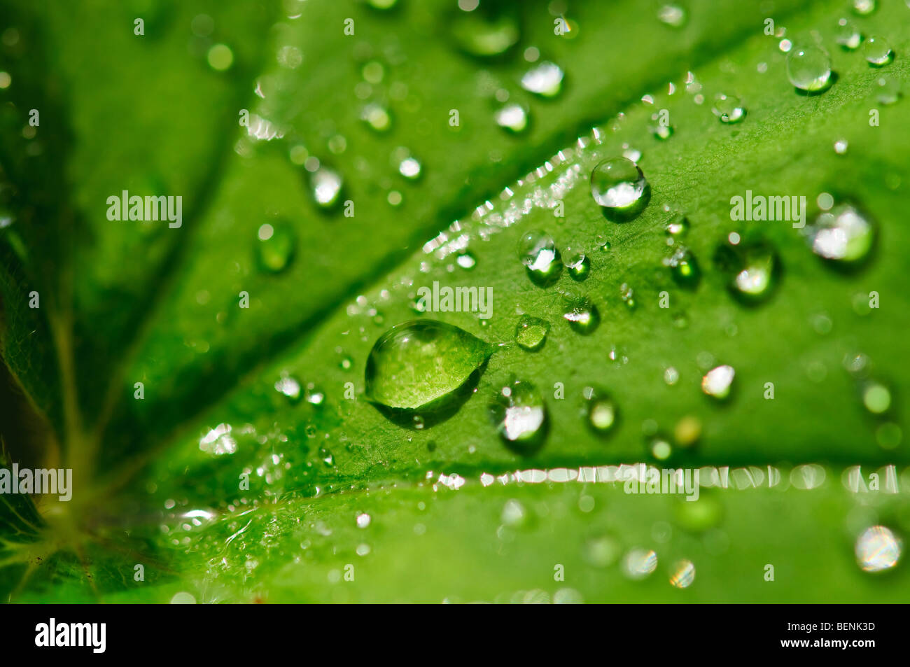 Gocce di rugiada sulla foglia. DOF di piccole dimensioni Foto Stock