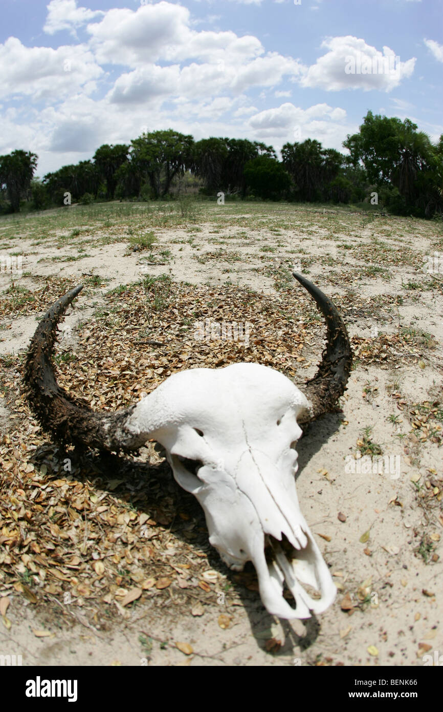 Cranio nella Riserva Selous in Tanzania Foto Stock