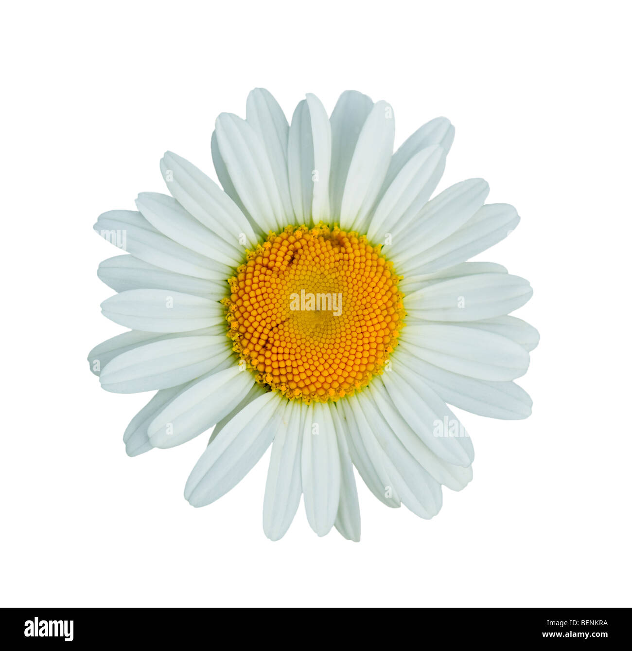 Fiore a margherita isolato su bianco Foto Stock