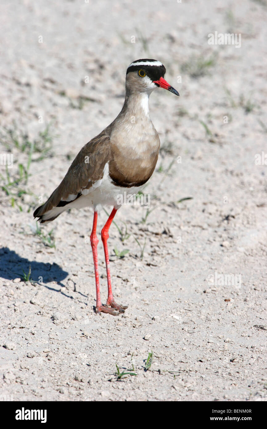 Crowned Plover / incoronato pavoncella (Vanellus coronatus), il Parco Nazionale di Etosha, Namibia, Sud Africa Foto Stock