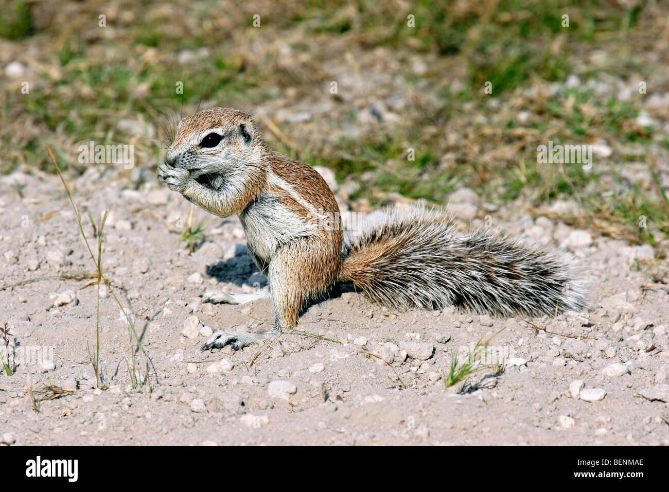 Massa del capo scoiattolo (Xerus inauris) alimentazione sul terreno, il Parco Nazionale di Etosha, Namibia, Sud Africa Foto Stock