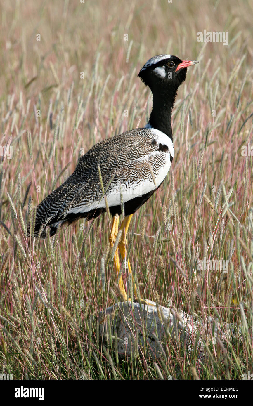 Bianco-quilled bustard / nero settentrionale korhaan (Eupodotis afraoides) sulla roccia nella prateria, Etosha NP, Namibia, Sud Africa Foto Stock