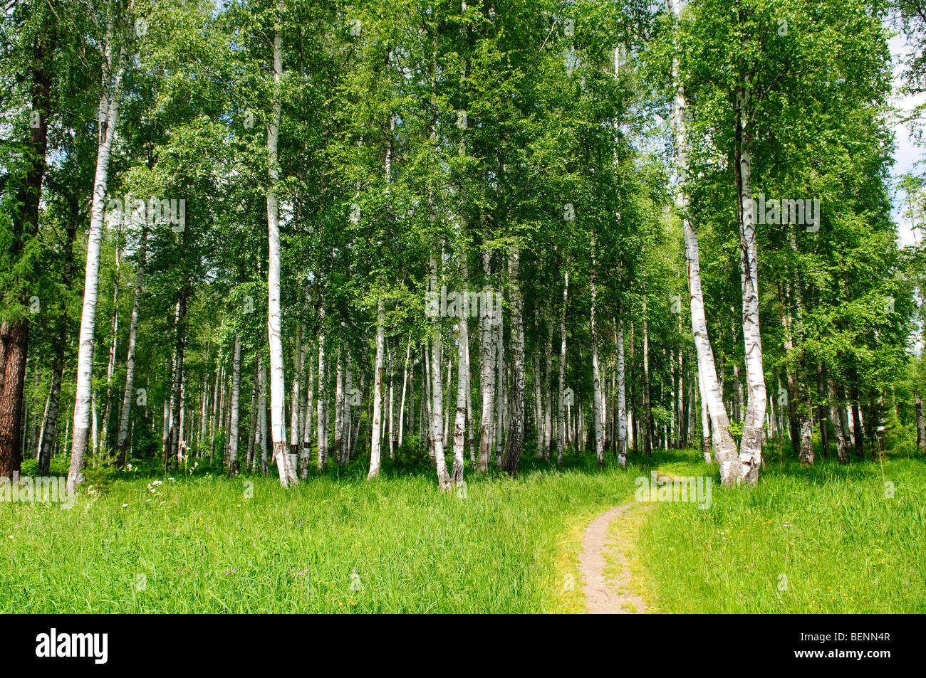 Boschetto di betulle e percorso di foresta paesaggio Foto Stock