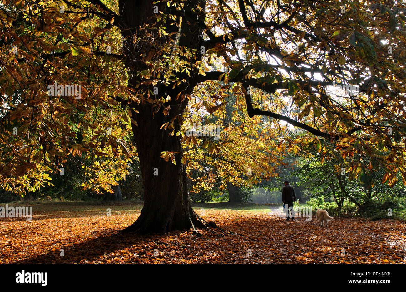 Cavallo castagno infettate con foglie di castagno Miner, Cameraria ohridella in autunno, Warwickshire, Inghilterra, Regno Unito Foto Stock