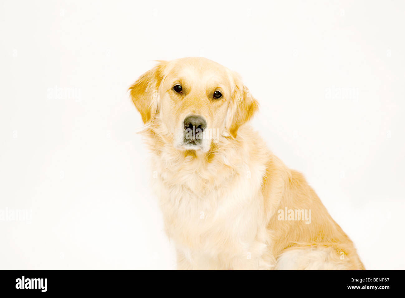 Il Golden Retriever guardando alla fotocamera Foto Stock