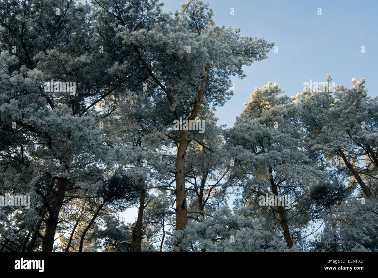 Rami di alberi di pino nella foresta nel gelido inverno freddo coperto coperto di brina / brina, Belgio Foto Stock