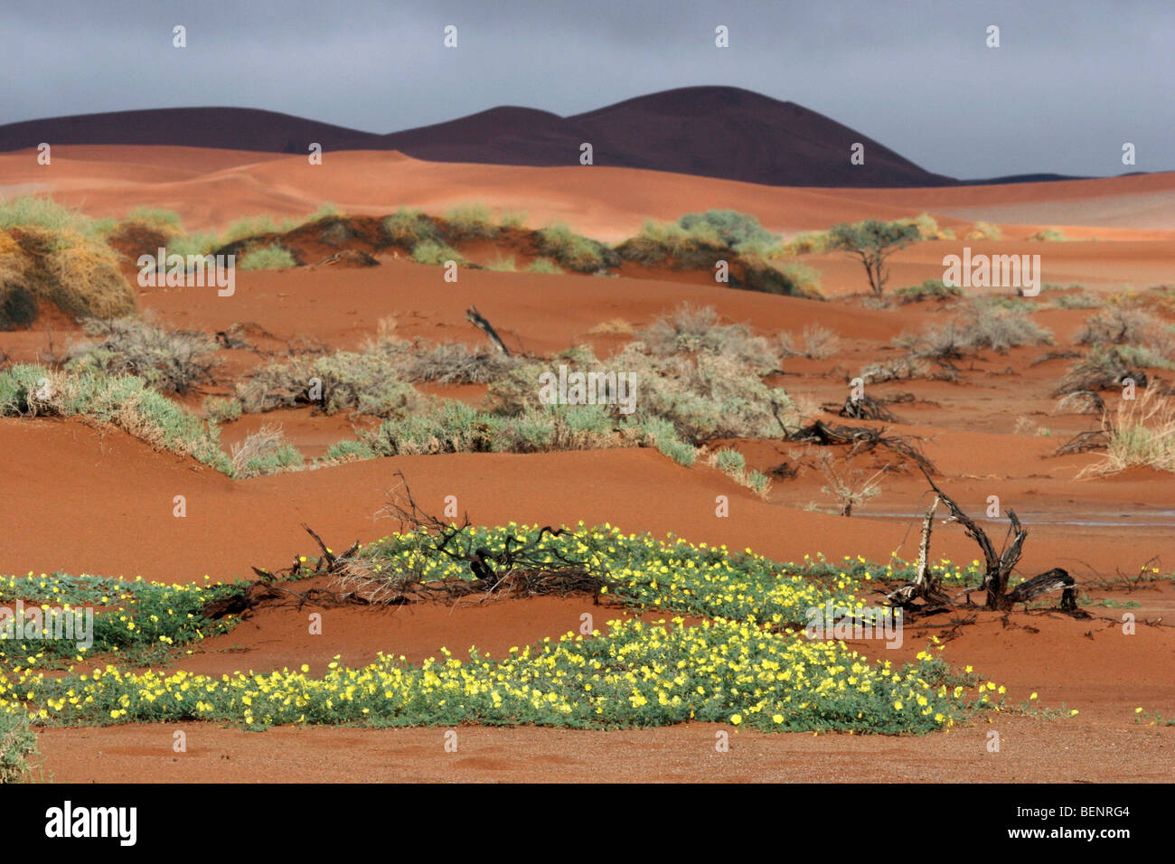Le dune di sabbia e devil's thorn weed fiori (Tribulus zeyheri) in Sossusvlei, Namib Desert, Namibia, Sud Africa Foto Stock