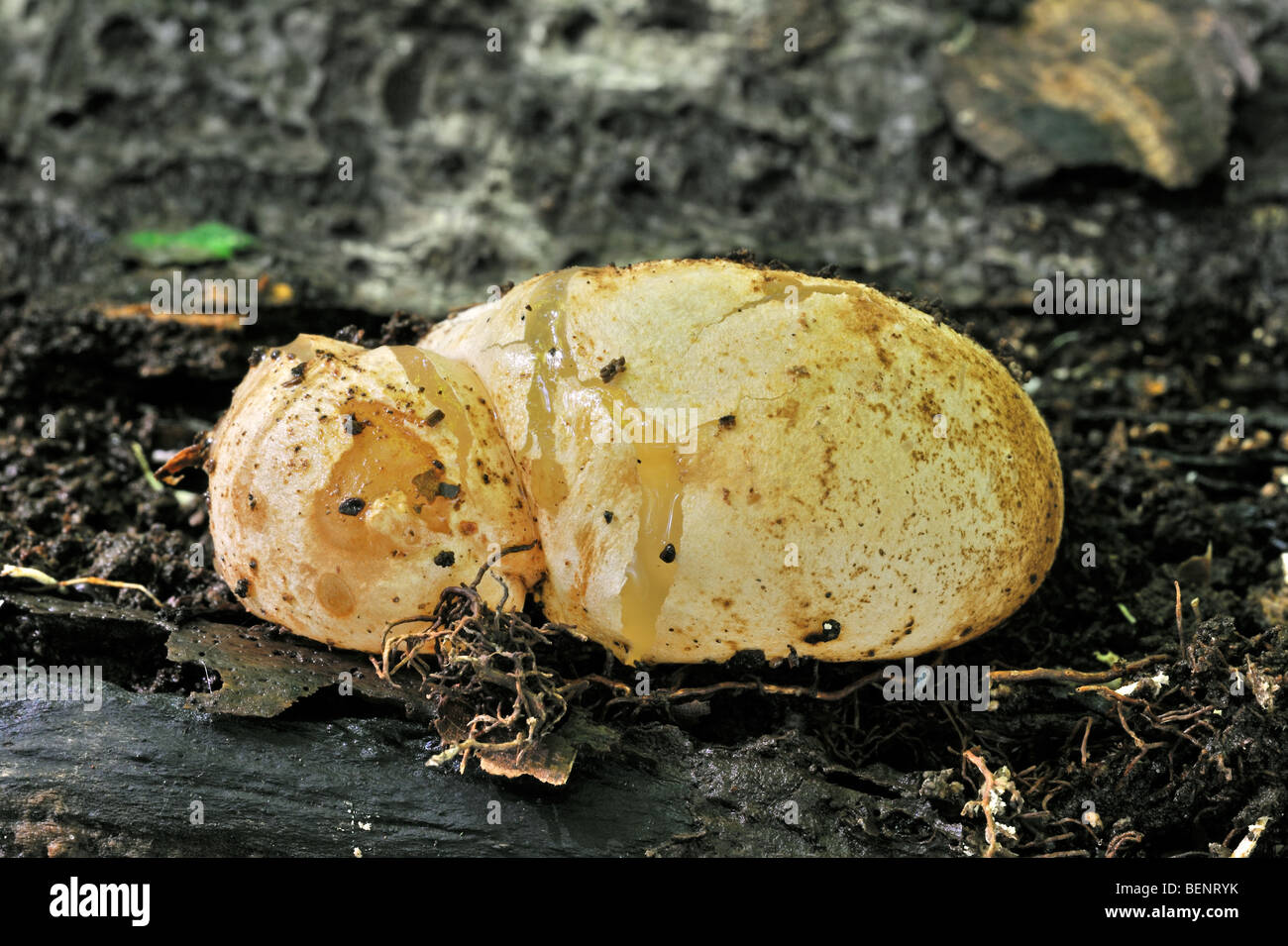 Comuni / stinkhorn dickes-nipes fungo a stadio di uovo (Phallus impudicus) chiamato diavolo o della strega uovo nel bosco in autunno Foto Stock