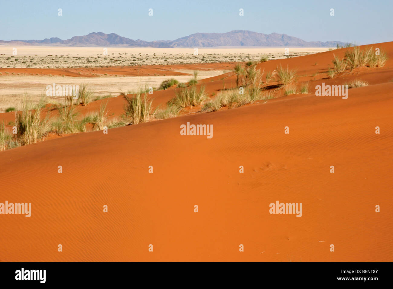 Dune di erba boscimane / dune pettini (Stipagrostis amabilis) sulle dune di sabbia nel deserto del Namib, Namibia, Sud Africa Foto Stock