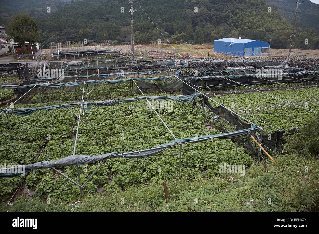 Giappone Wasabi coltivazione, della Penisola di Izu. foto di Sean Spraqgue 2008 Foto Stock