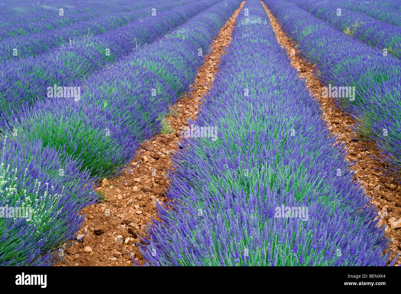 Campo di lavanda (Lavandula angustifolia) fioritura in righe in estate in Provenza, Francia Foto Stock