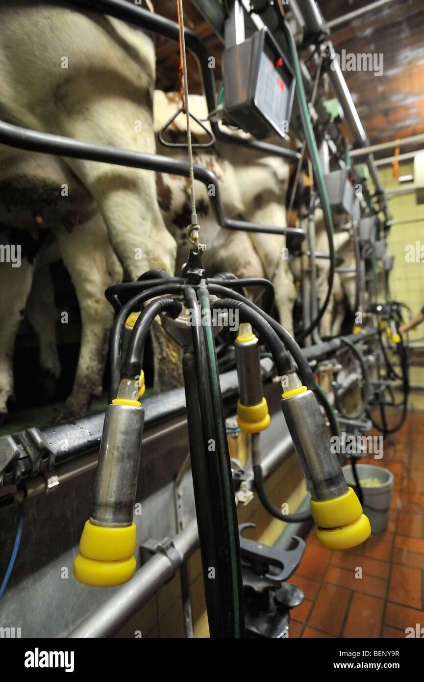 Vacche (Bos taurus) con le tettarelle della mammella attaccata alla mungitura automatica macchina in sala di mungitura a dairy farm Foto Stock