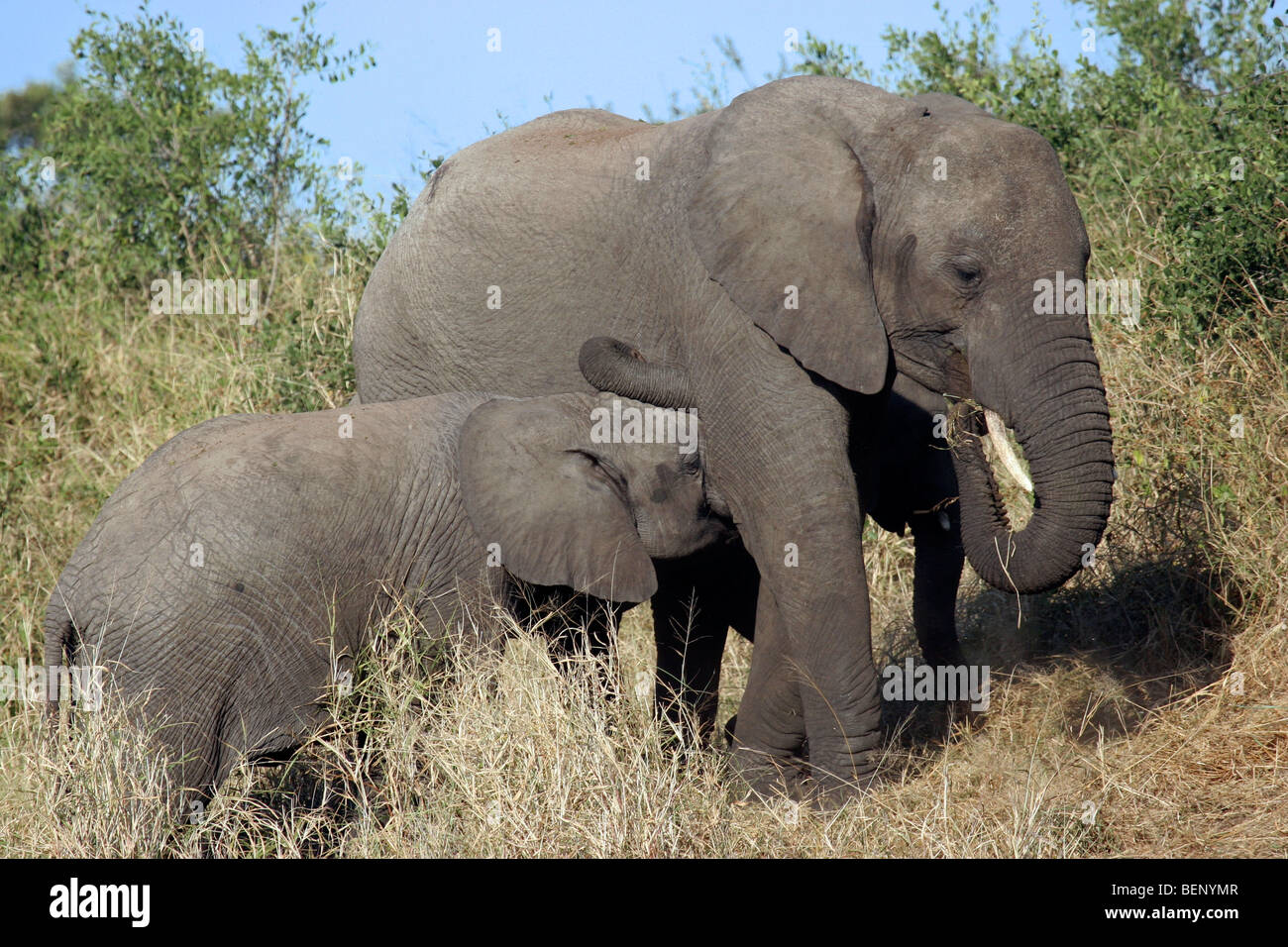 Elefante africano madre vitello lattante (Loxodonta africana) nella boccola, Kruger National Park, Sud Africa Foto Stock