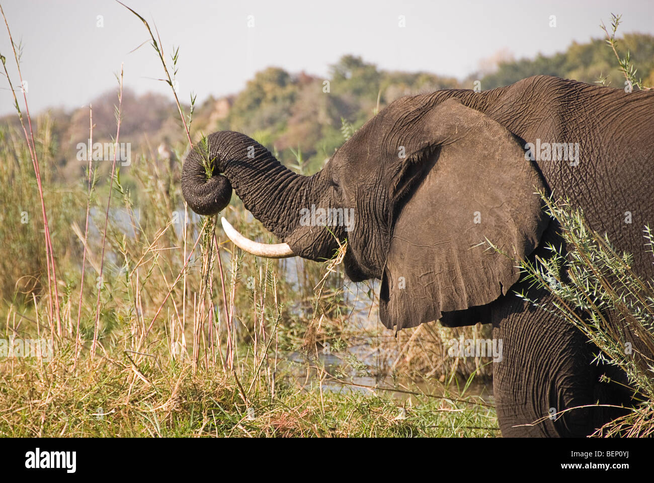 Elefanti sulla riva del fiume Chobe mangiare erba. Chobe National Park, Botswana, Africa. Foto Stock