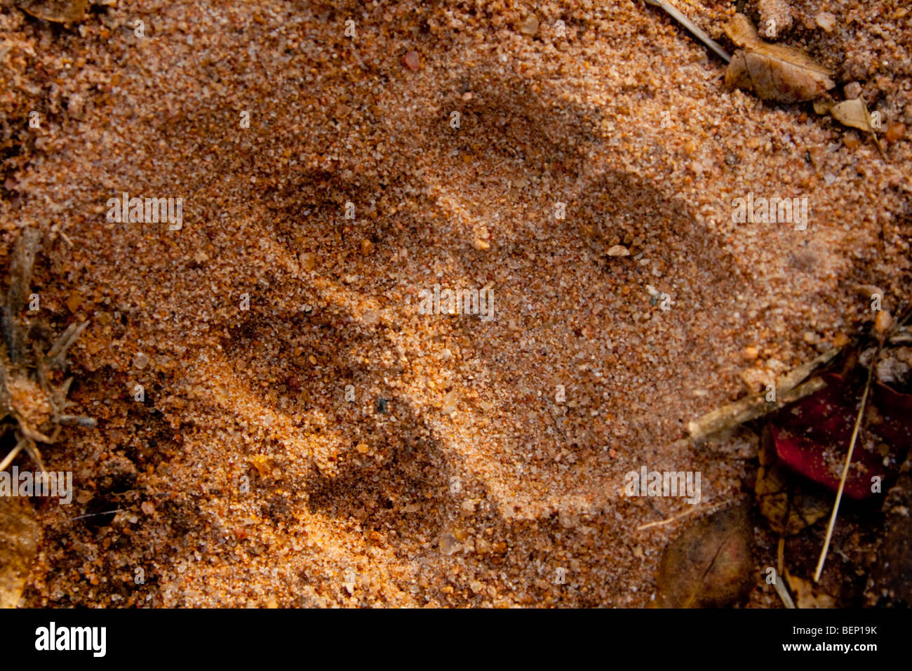 Leopard via. Balule riserva naturale privata. Maggiore Parco Nazionale Kruger, Limpopo, Sud Africa. Foto Stock