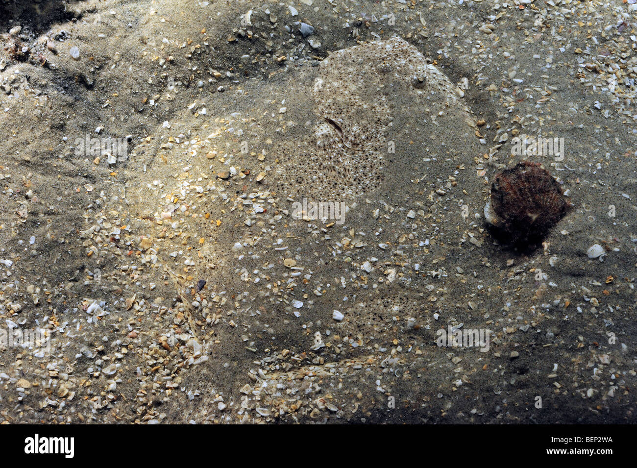 Passera di mare (Pleuronectes platessa) mimetizzata di sabbia sul fondo del mare Foto Stock