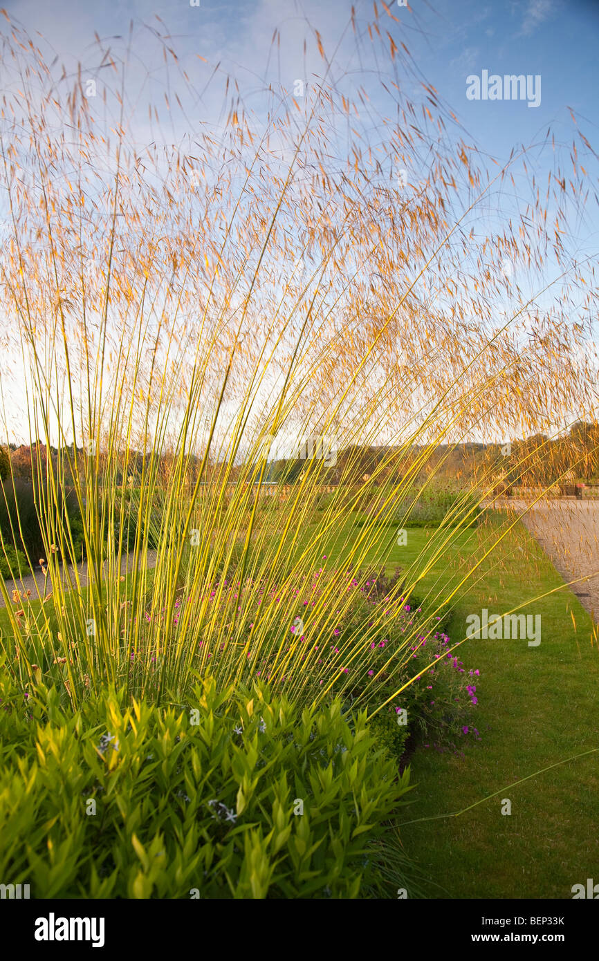 Stipa Gigantea nel giardino all'italiana Trentham Gardens Stoke on Trent Staffordshire Foto Stock