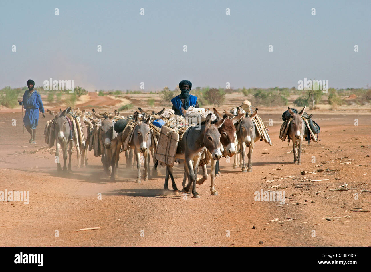 Due tuaregs / Twareg / Touareg con asini (Equus asinus) il trasporto di merci e il sale a Timbuktu, Mali, Africa occidentale Foto Stock