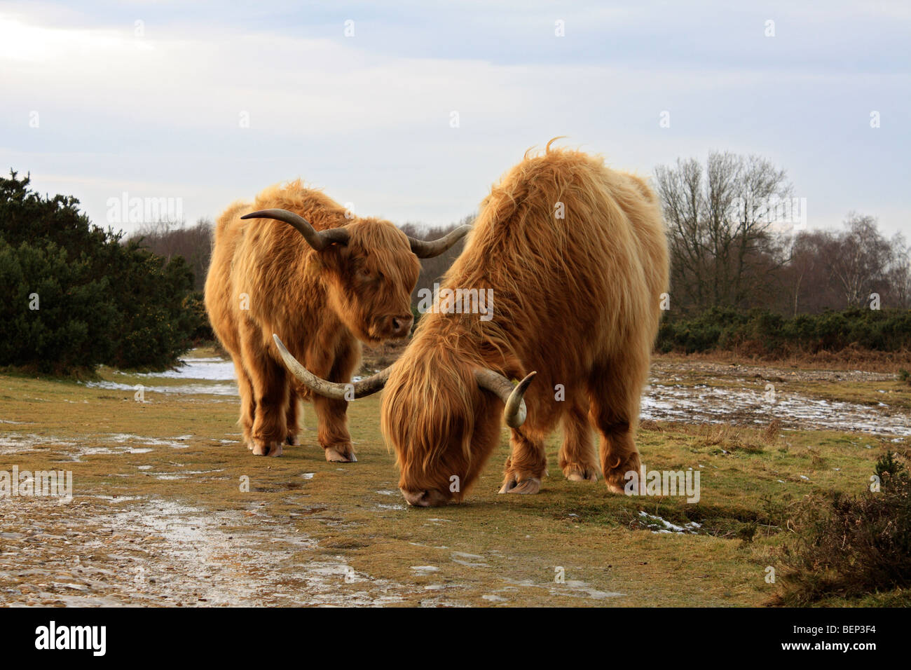 Highland il pascolo di bestiame su Headley Heath, vicino a Dorking, Surrey, England, Regno Unito Foto Stock