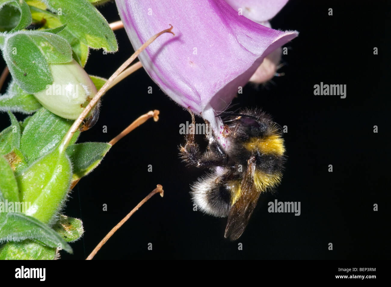 Piccolo giardino bumblebee (Bombus hortorum) raccogliendo il nettare da comune foxglove / lady del guanto (Digitalis purpurea) Foto Stock