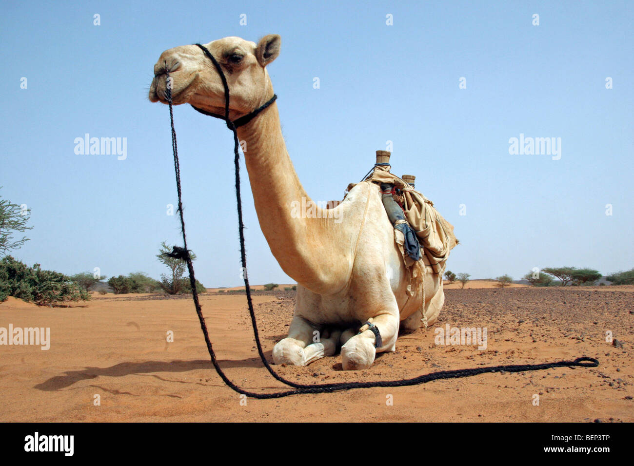 Cammello Dromedario (Camelus dromedarius) di appoggio nel deserto nubiano nei pressi di Meroe, Sudan, Nord Africa Foto Stock