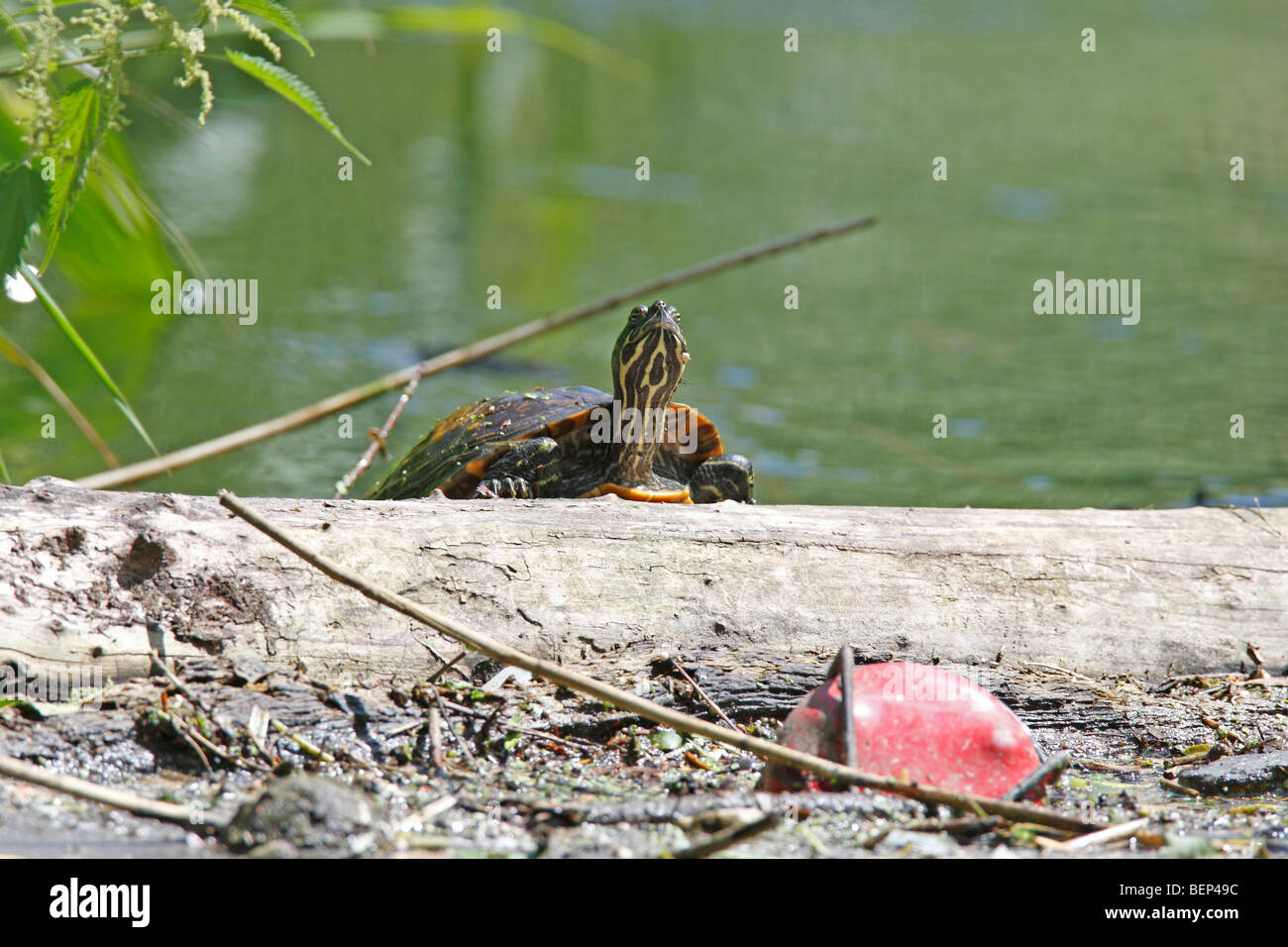 Terrapin strisciando sul per accedere ai bagni di sole Foto Stock