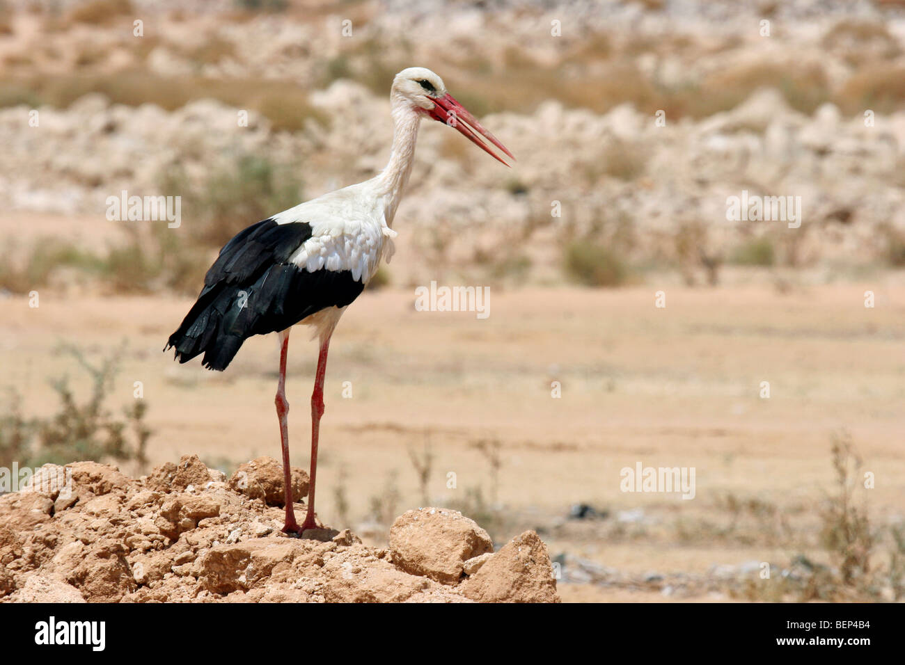Cicogna bianca (Ciconia ciconia) in Sudan, in Africa del Nord Foto Stock