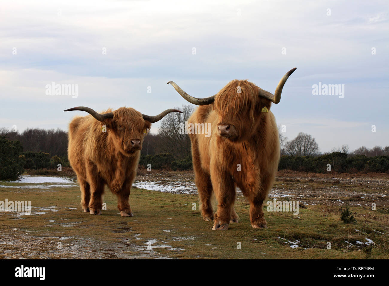 Highland il pascolo di bestiame su Headley Heath, vicino a Box Hill, Surrey, England, Regno Unito Foto Stock