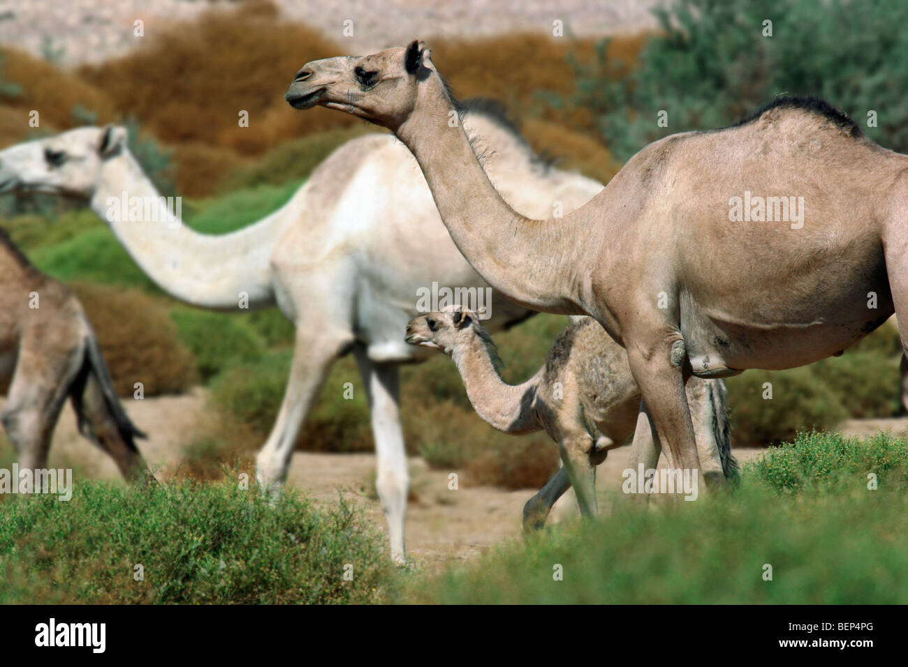 Allevamento di cammelli dromedario (Camelus dromedarius) con i giovani nel deserto nubiano vicino a Wadi Halfa, Sudan, Nord Africa Foto Stock