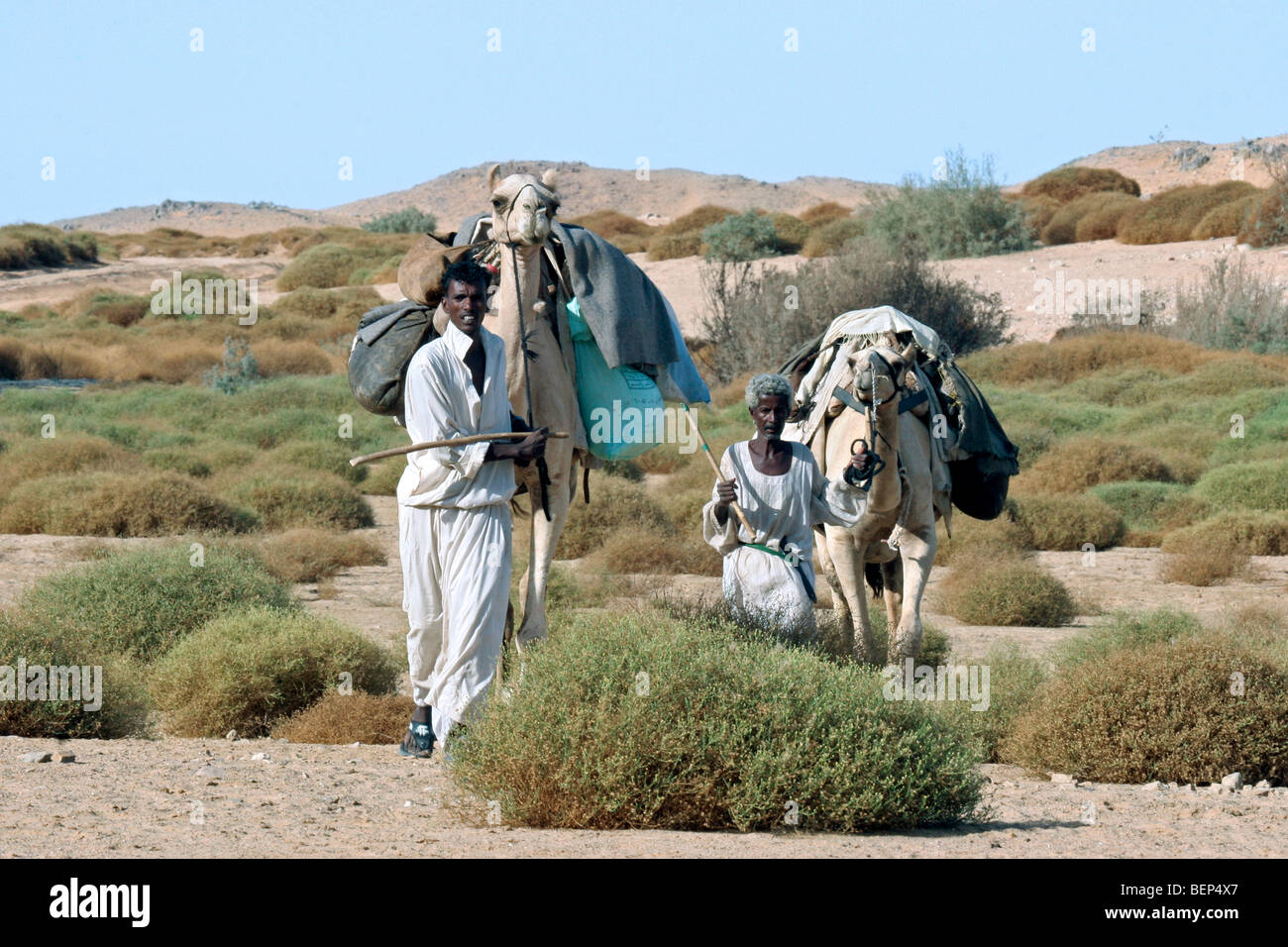 Due nomadi Nubiano leader di dromedario cammelli (Camelus dromedarius) nel deserto, Wadi Halfa, Sudan, Nord Africa Foto Stock