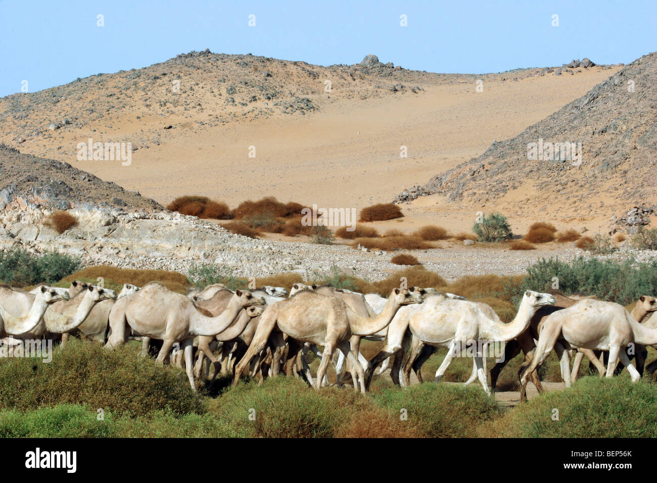 Allevamento di cammelli dromedario (Camelus dromedarius) nel deserto vicino a Wadi Halfa, Sudan, Nord Africa Foto Stock