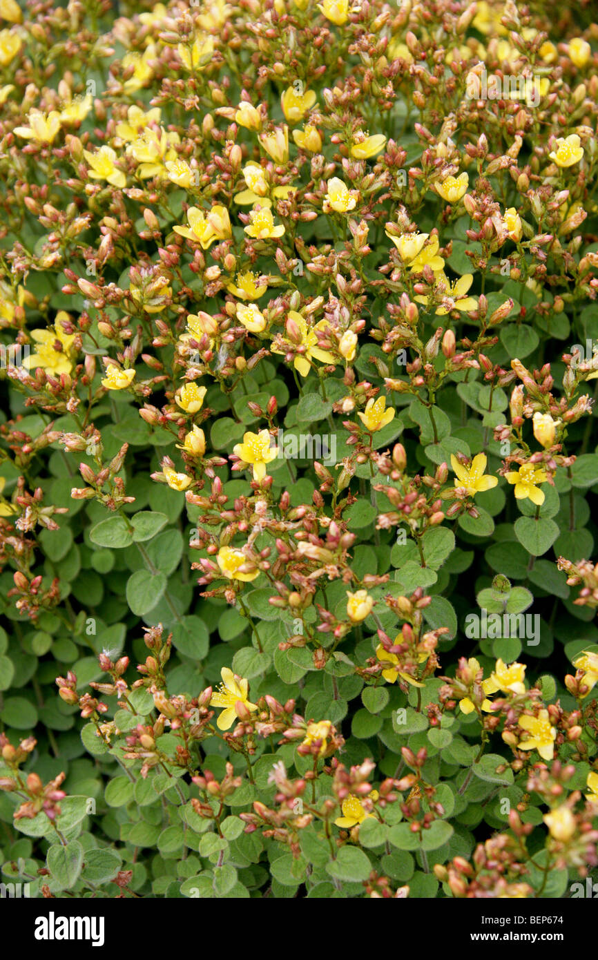 Erba di San Giovanni, Hypericum athoum, Clusiaceae (Guttiferae), Grecia, Europa Foto Stock