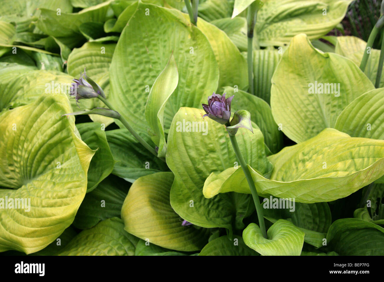 Hosta aka giglio di Corfù, il giglio di giorno o il plantano Lily, Hosta sp., Asparagaceae (Hostaceae, Liliacee), Asia Foto Stock
