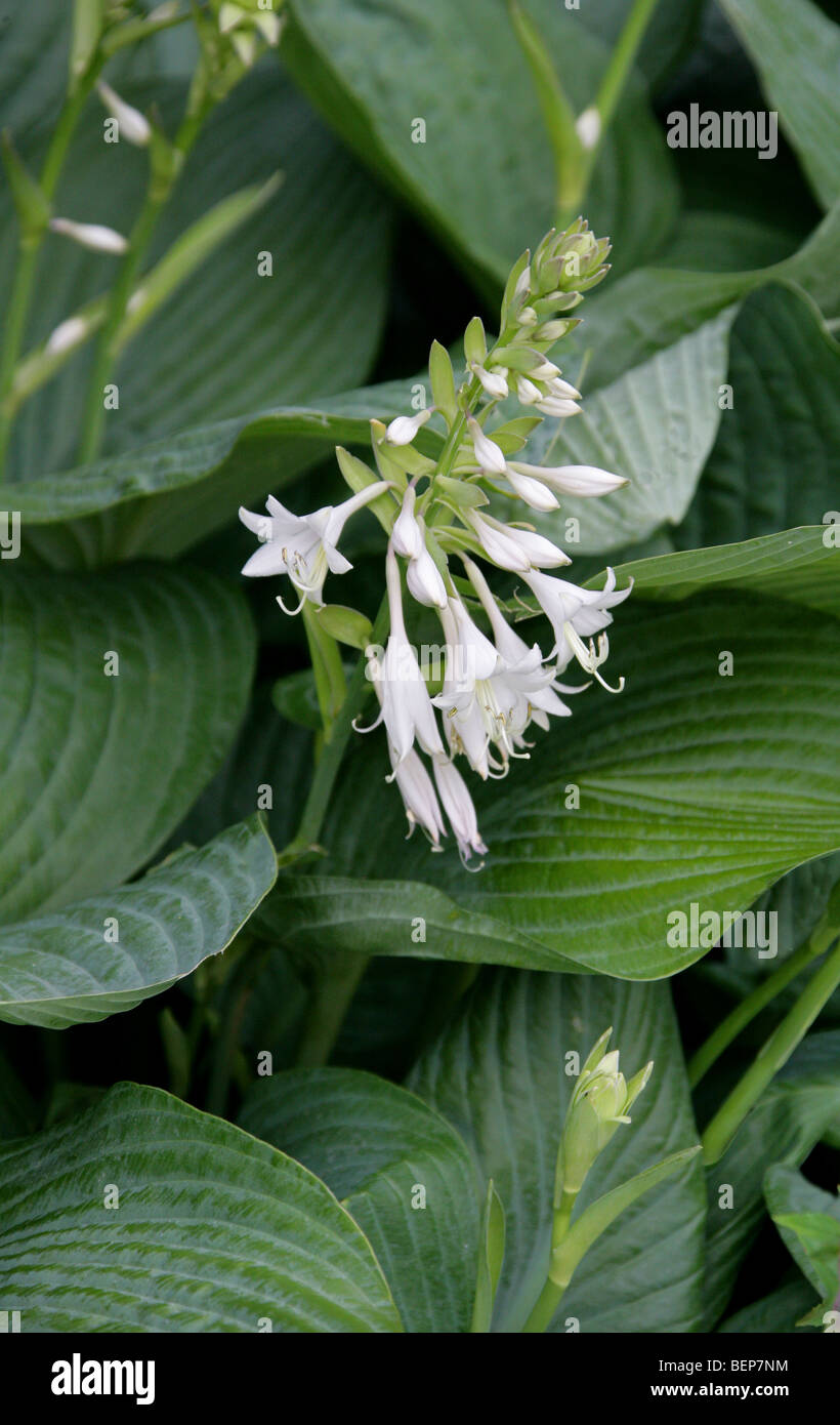Hosta aka giglio di Corfù, il giglio di giorno o il plantano Lily, Hosta sp., Asparagaceae (Hostaceae, Liliacee), Asia Foto Stock