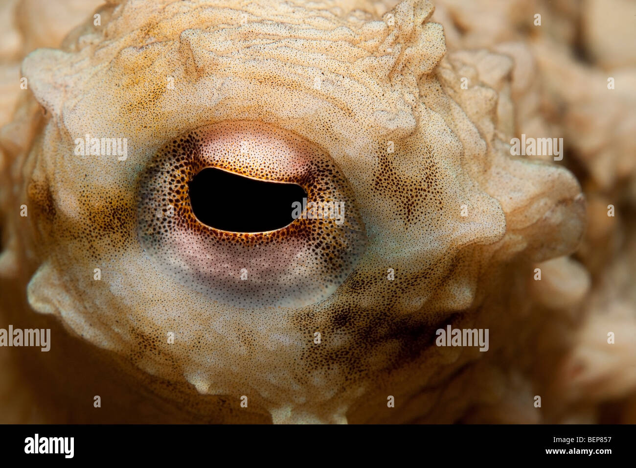 Polpo (Octopus vulgaris) nasconde nella barriera corallina macerie come visto in immersione notturna a Città del molo, Bonaire, Antille olandesi. Foto Stock