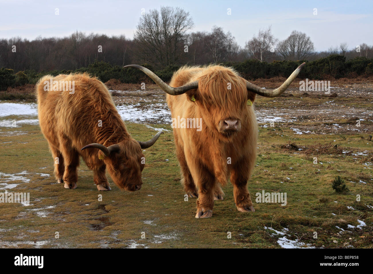 Highland il pascolo di bestiame su Headley Heath, vicino a Box Hill, Surrey, England, Regno Unito Foto Stock