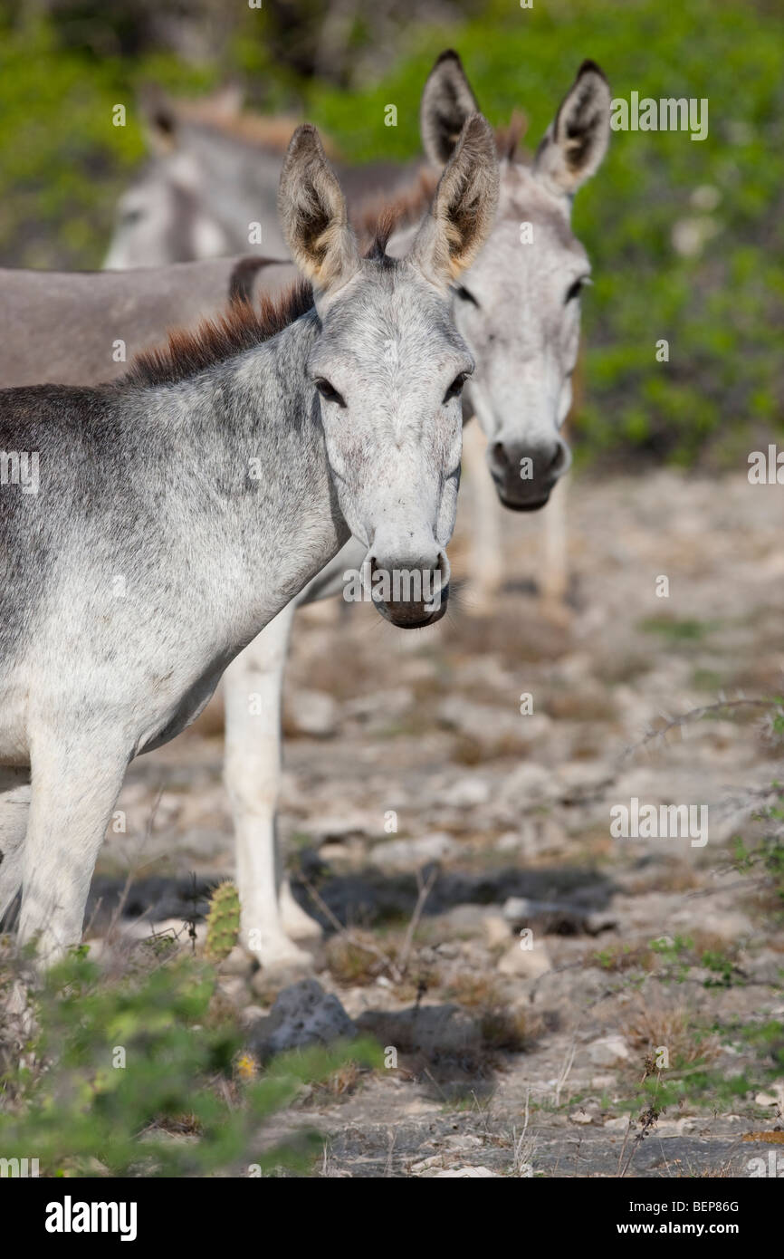 Asini selvatici (Equus asinus asinus), coppia insieme. Foto Stock