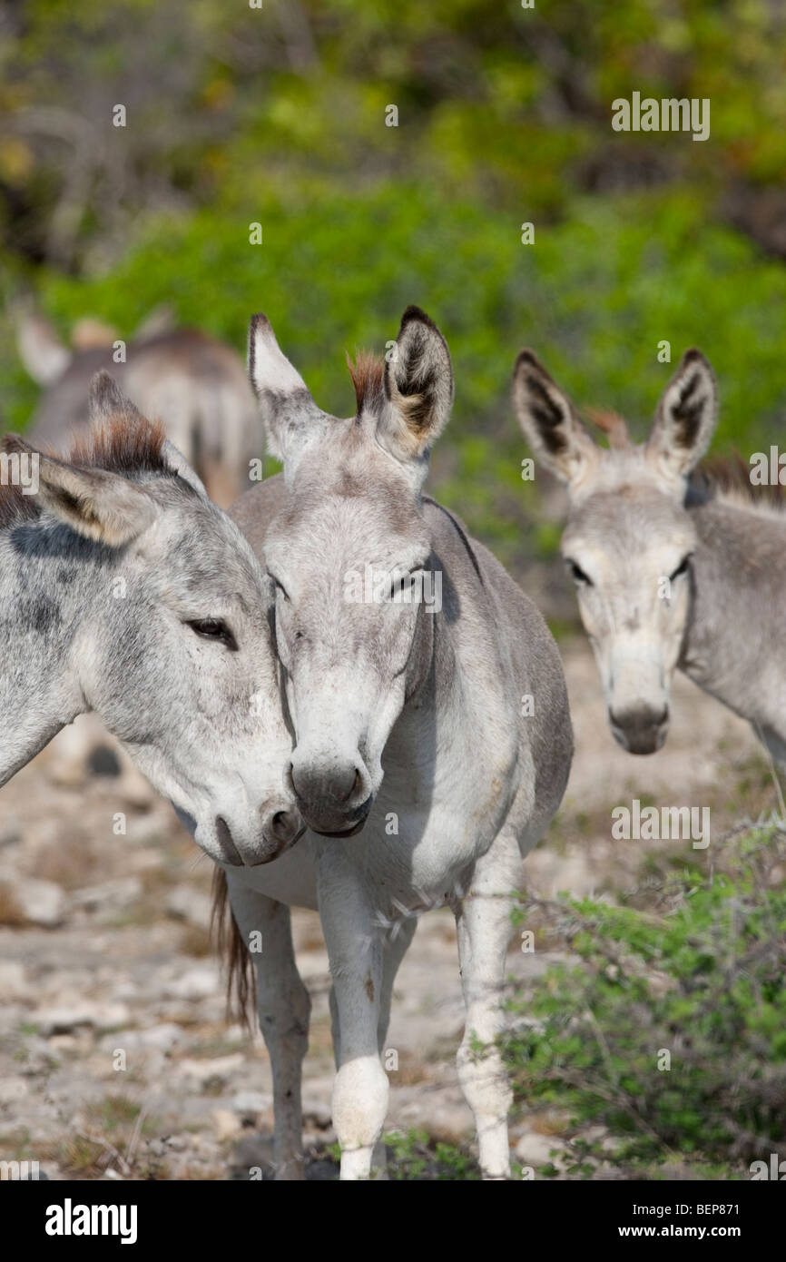 Asini selvatici (Equus asinus asinus), tre insieme. Foto Stock