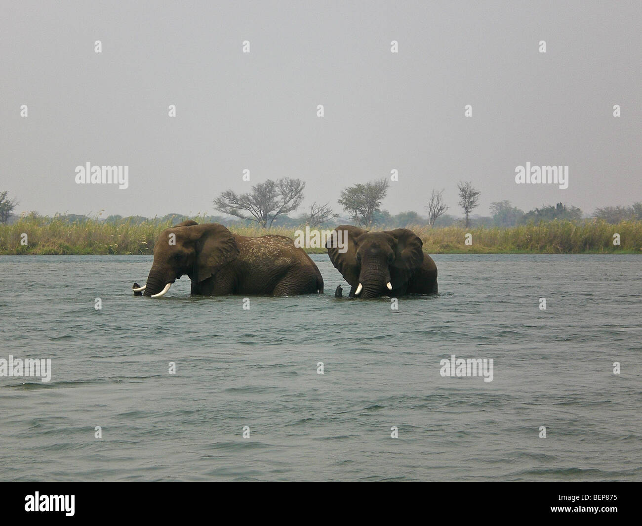 Gli elefanti nuoto Lower Zambesi Africa Zambia Foto Stock