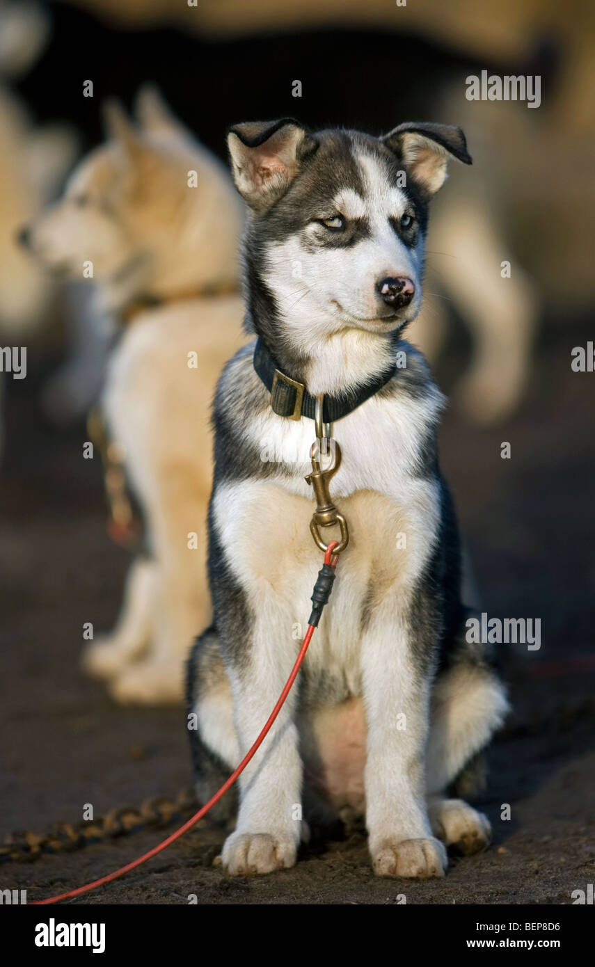 Husky (Canis lupus familiaris) il cane che indossa il collare con  guinzaglio Foto stock - Alamy