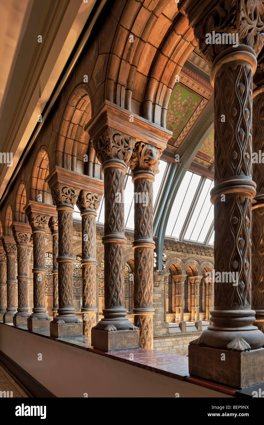 Interno del Museo di Storia Naturale di Londra. Foto Stock