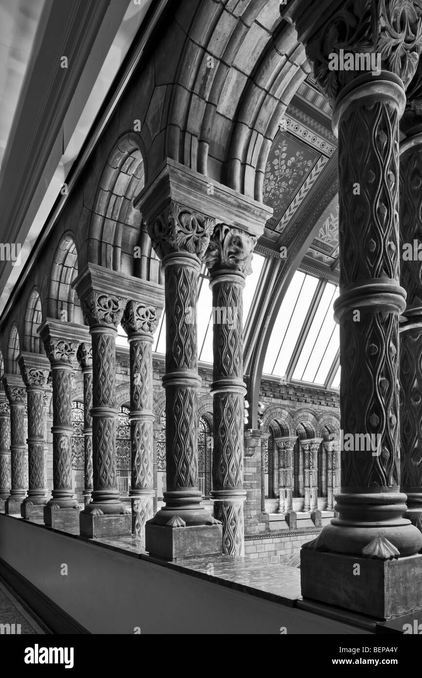 Interno del Museo di Storia Naturale di Londra. Foto Stock