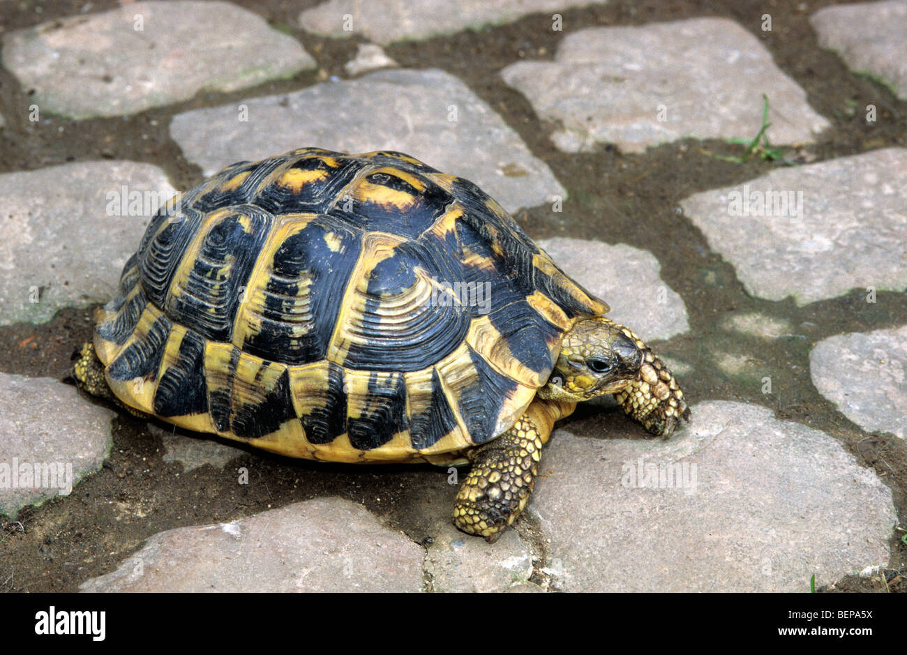 Hermann's tartaruga (Testudo hermanni), Grecia Foto Stock