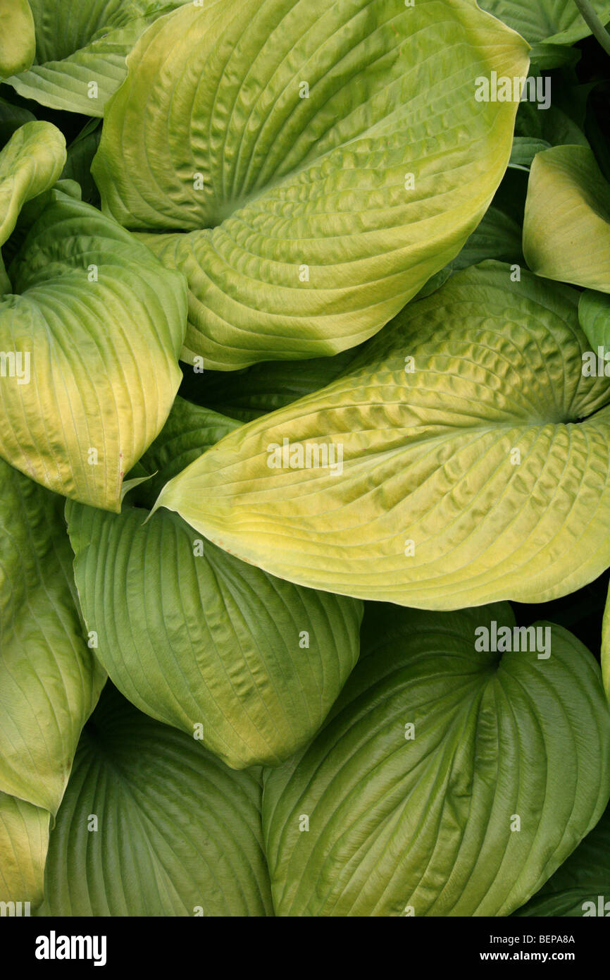 Hosta aka giglio di Corfù, il giglio di giorno o il plantano Lily, Hosta sp., Asparagaceae (Hostaceae, Liliacee), Asia Foto Stock