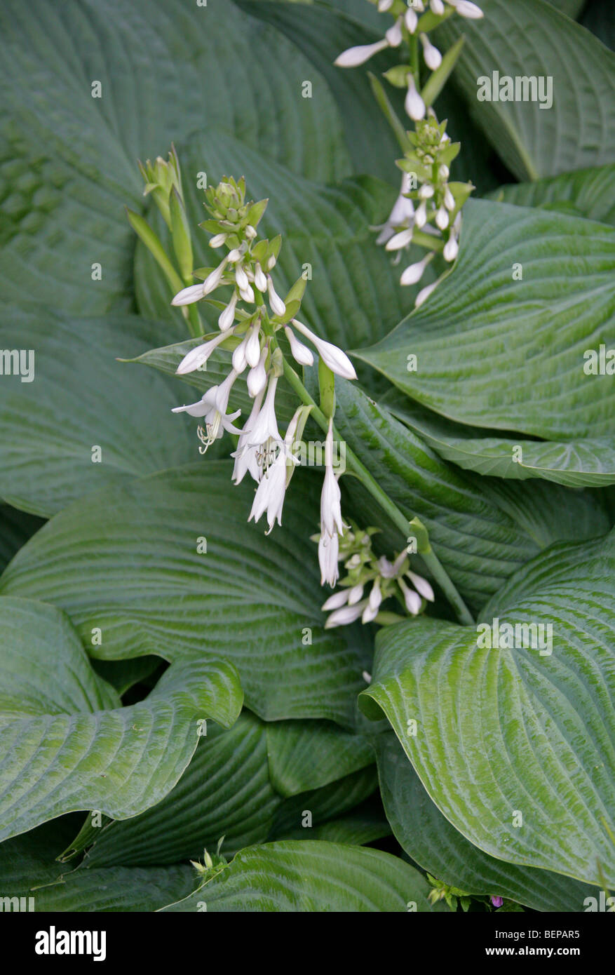 Hosta aka giglio di Corfù, il giglio di giorno o il plantano Lily, Hosta sp., Asparagaceae (Hostaceae, Liliacee), Asia Foto Stock