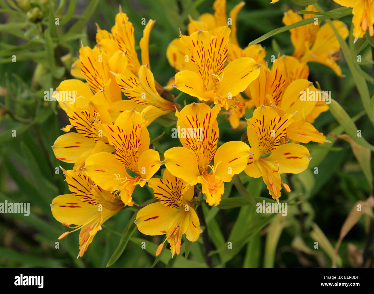 Giglio peruviano, Giglio dorato-di-il-Incas, Giglio dorato degli Incas, Alstroemeria aurea, Alstroemeriaceae, Sud America Foto Stock