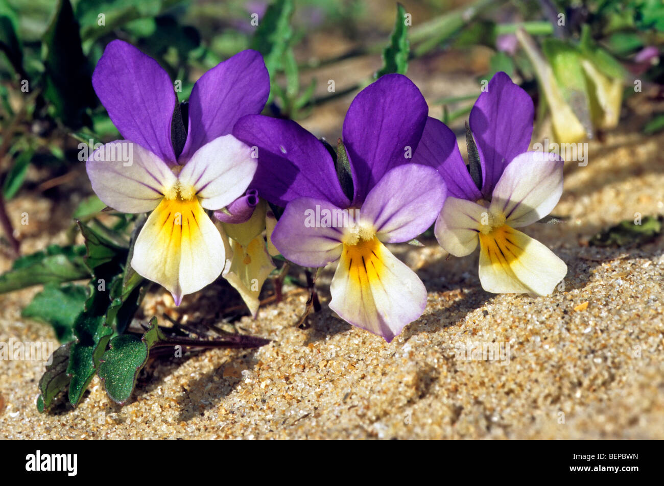 Mare pansy (Viola tricolore subsp. curtisii) in fiore nelle dune Foto Stock