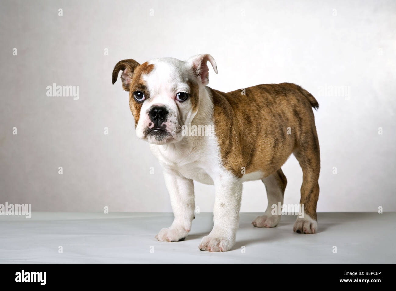 Carino Bulldog inglese pup, REGNO UNITO Foto Stock