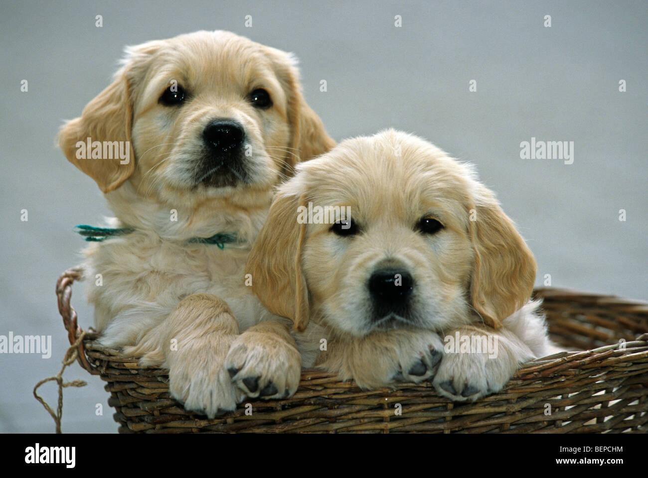 Due graziosi golden retriever cuccioli (Canis lupus familiaris) nel cestello, REGNO UNITO Foto Stock