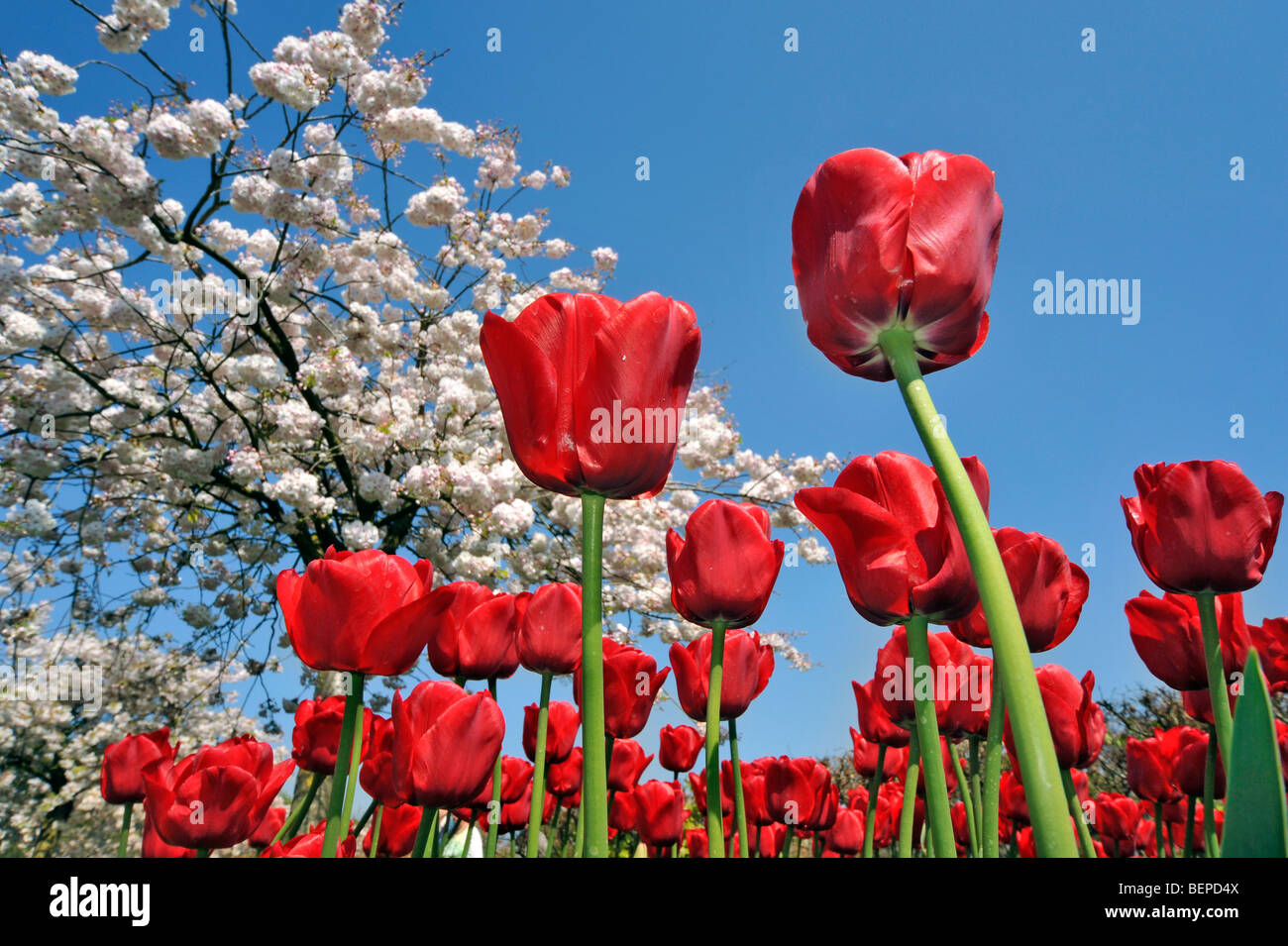Worm'occhio su aiuola con tulipani rossi e giapponese albero ciliegio (Prunus serrulata) fioritura in fiore giardino primavera Foto Stock